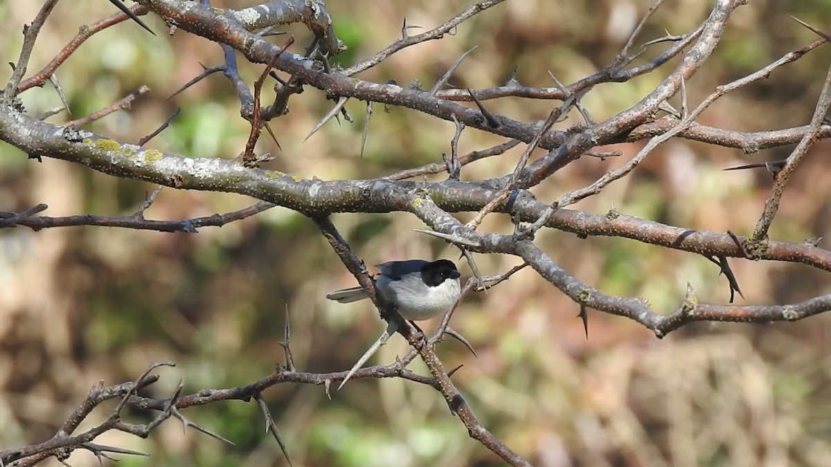 Black-capped Warbling Finch - ML646061214