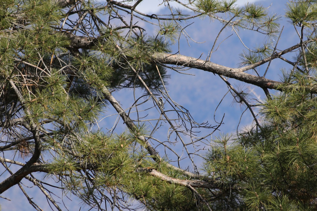 Downy Woodpecker - ML646061217