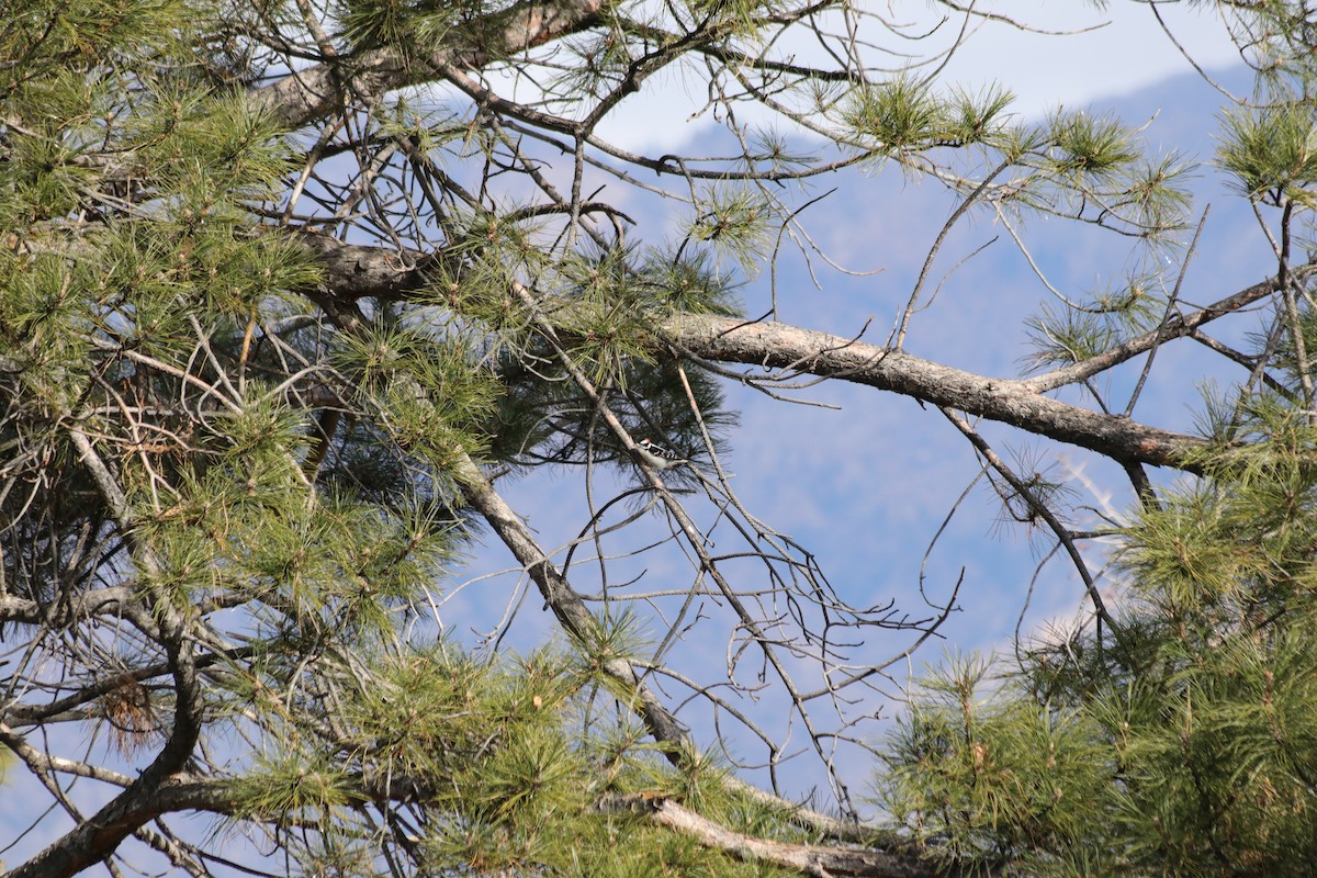 Downy Woodpecker - ML646061219