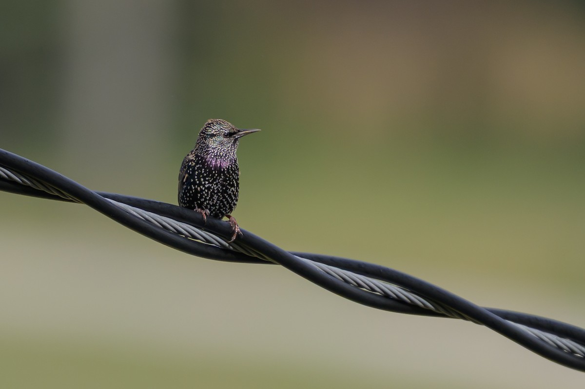 זרזיר מצוי - ML646061220
