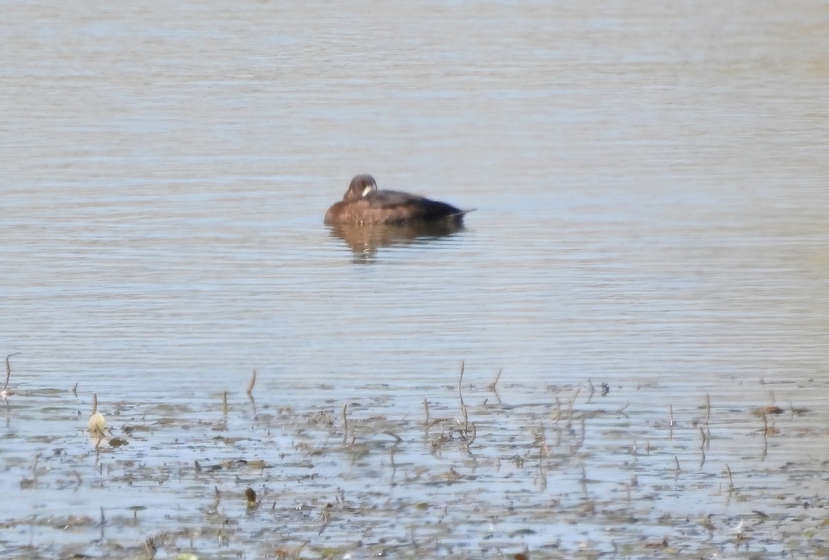 Greater Scaup - ML646061225