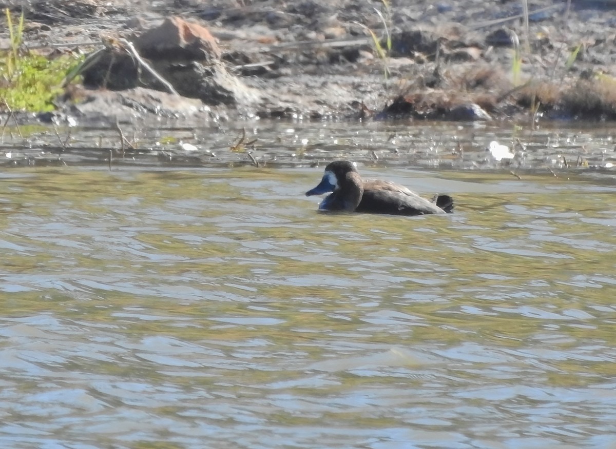 Greater Scaup - ML646061226