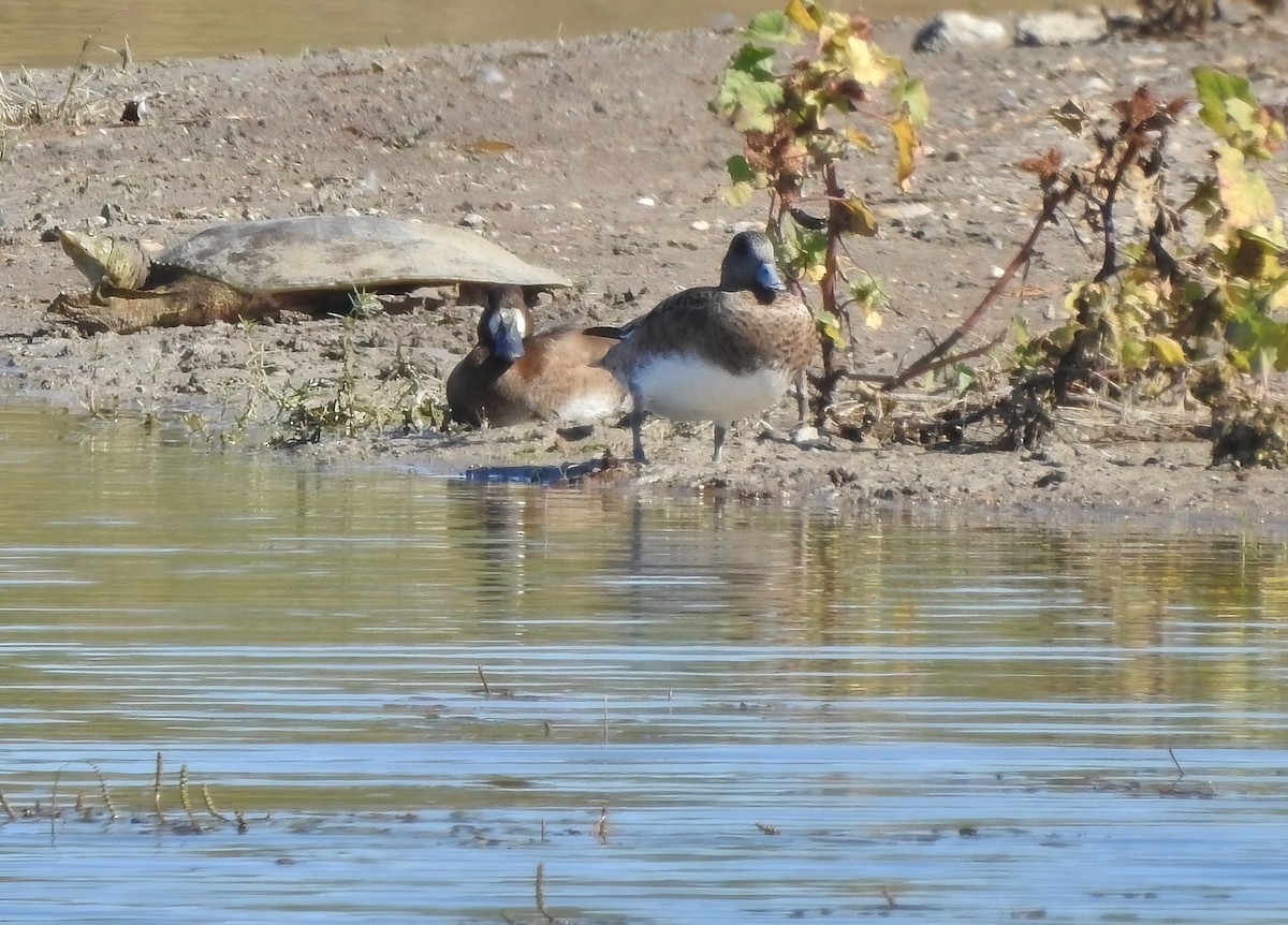 Greater Scaup - ML646061227