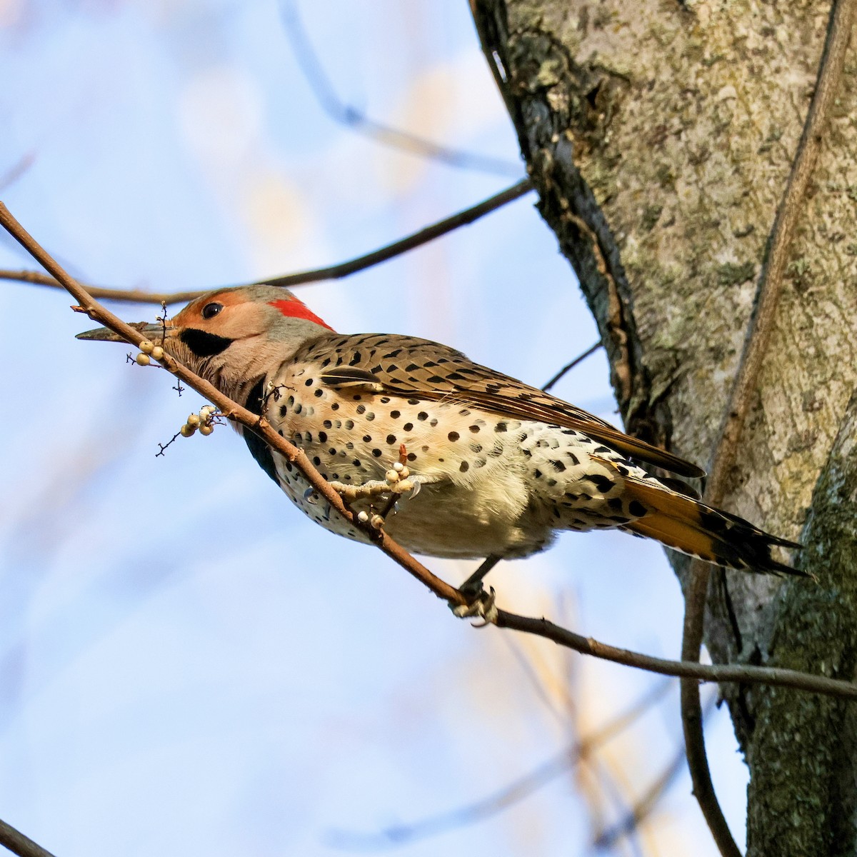 נקר צפון-אמריקני - ML646061228