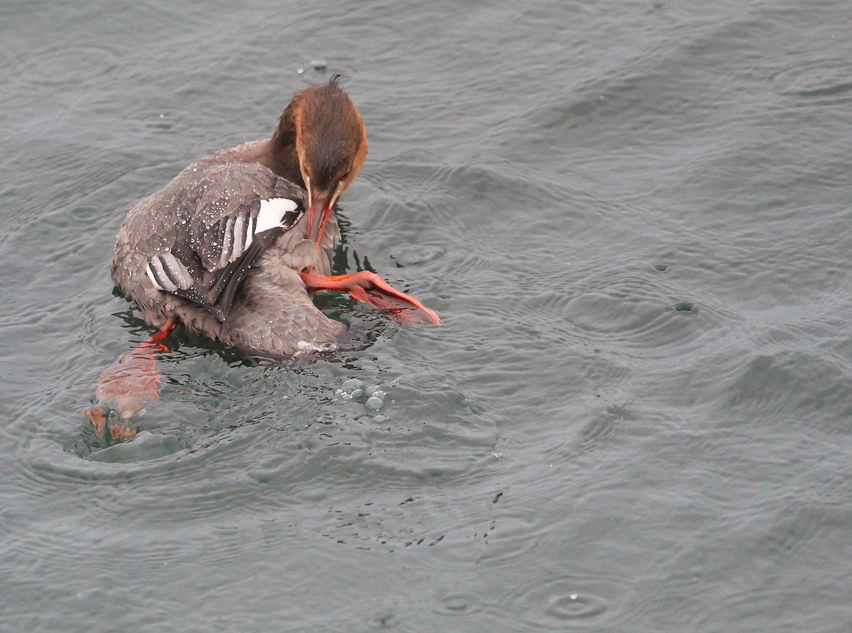 מרגון בינוני - ML646061229