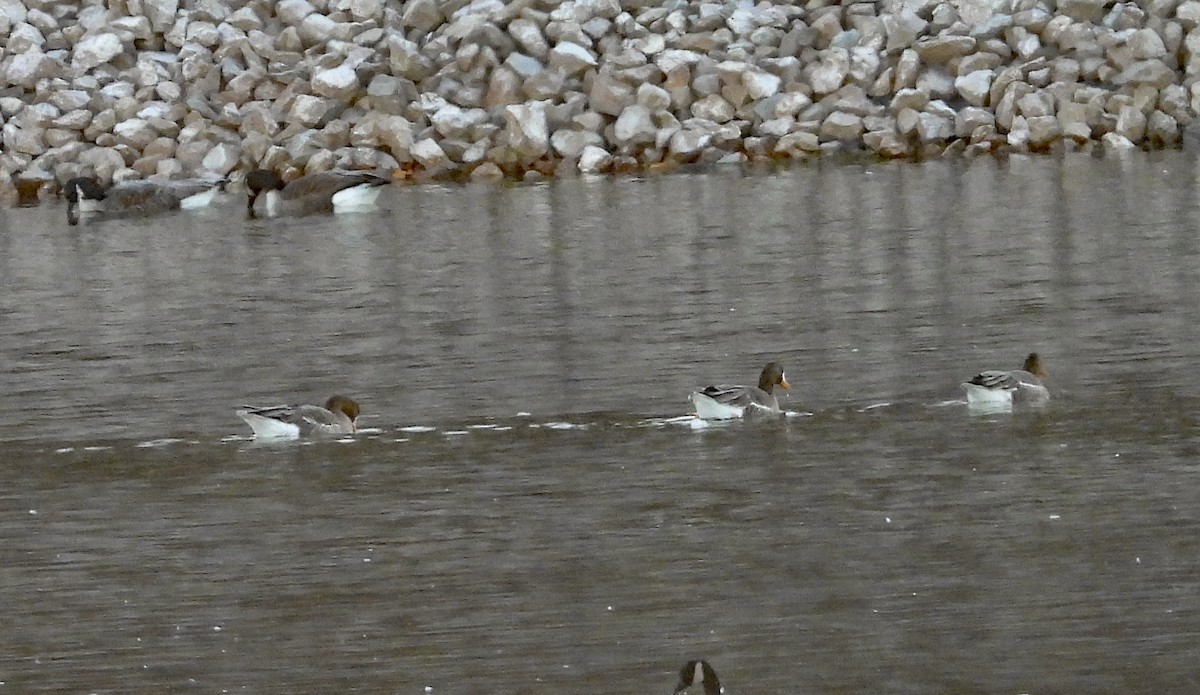 אווז לבן-מצח - ML646061240