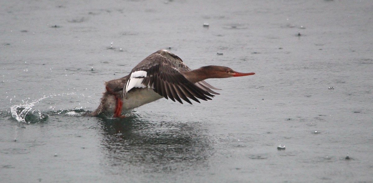 מרגון בינוני - ML646061241