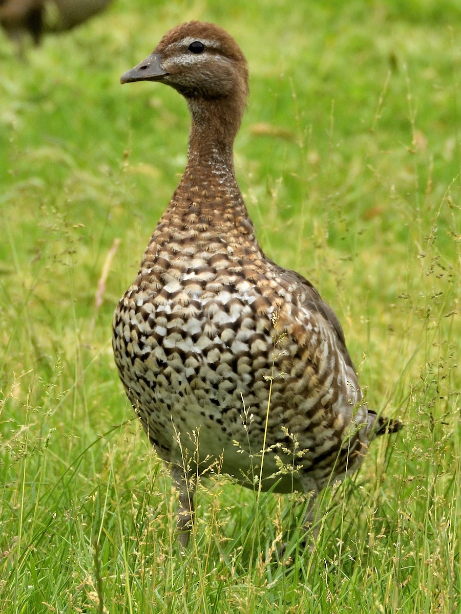 Maned Duck - ML646061242