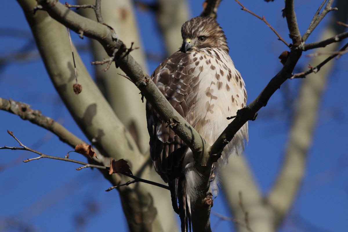 Red-shouldered Hawk - ML646061243