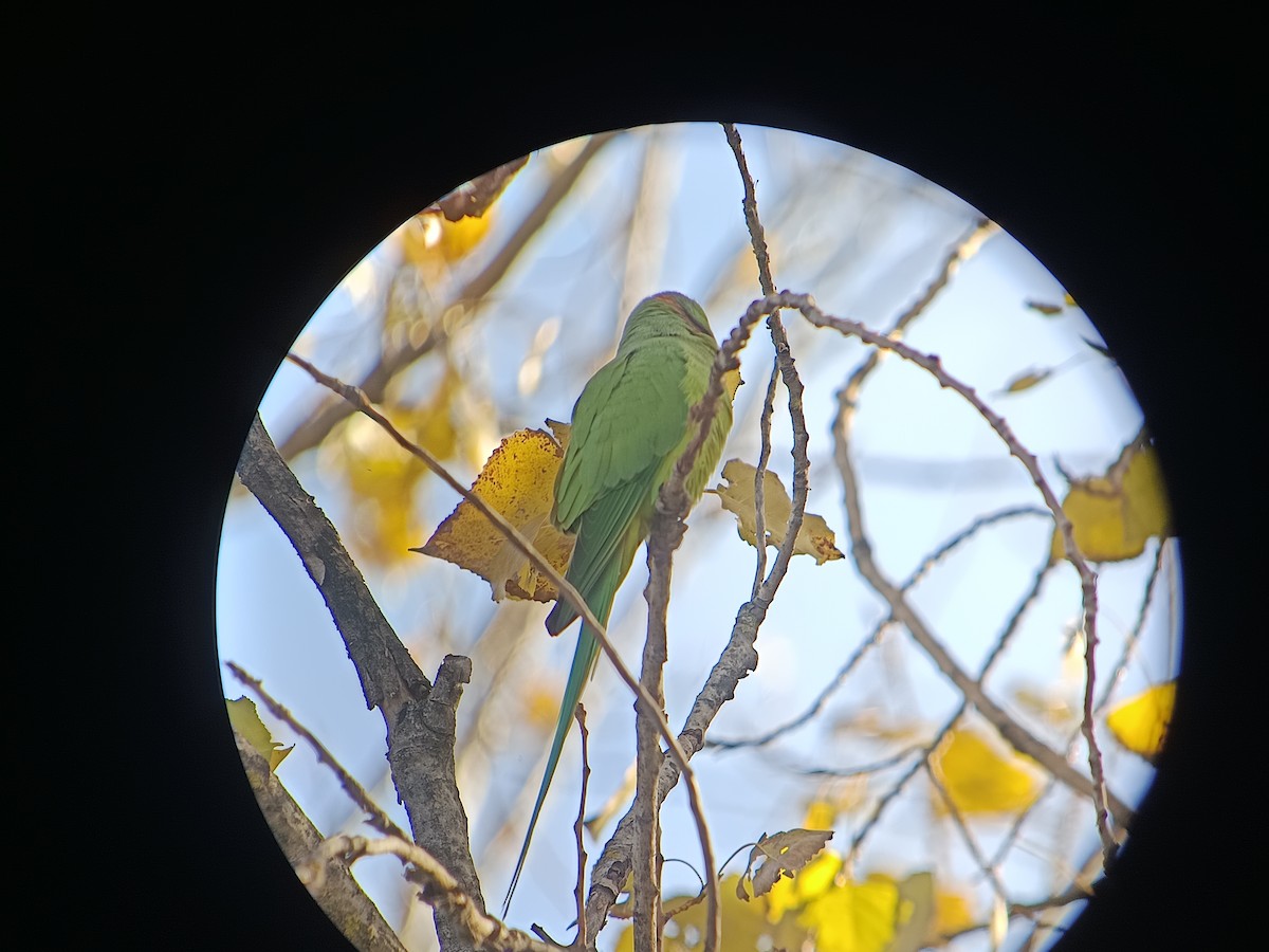 דררה - ML646061244
