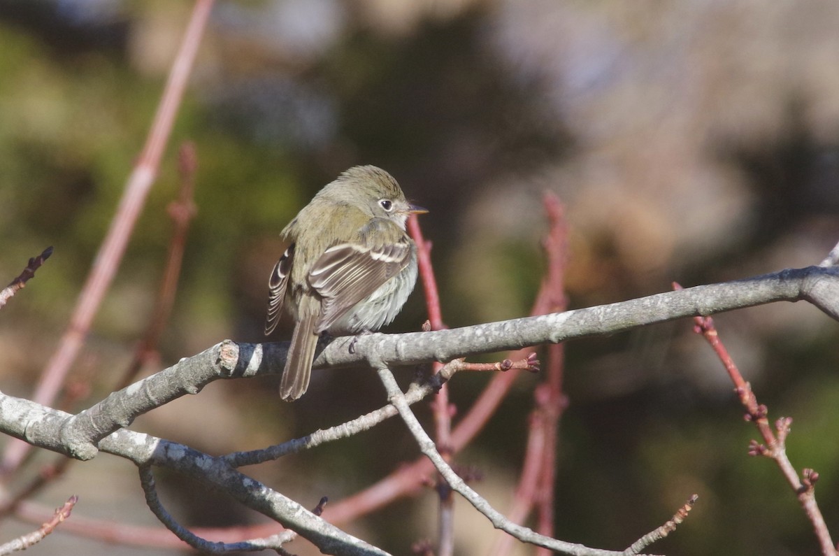 Least Flycatcher - ML646061245