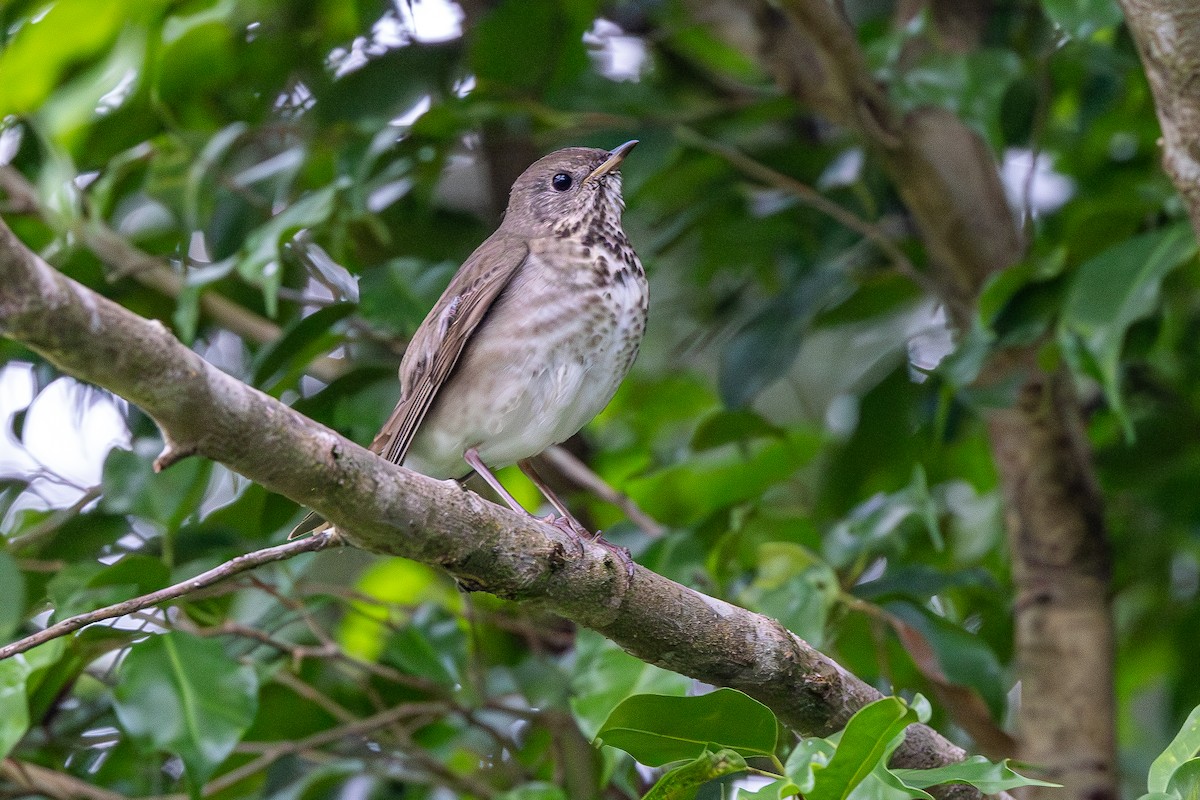 קיכלי אפור-לחי - ML646061246