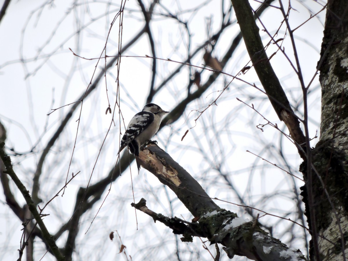 נקר גמדי - ML646061248