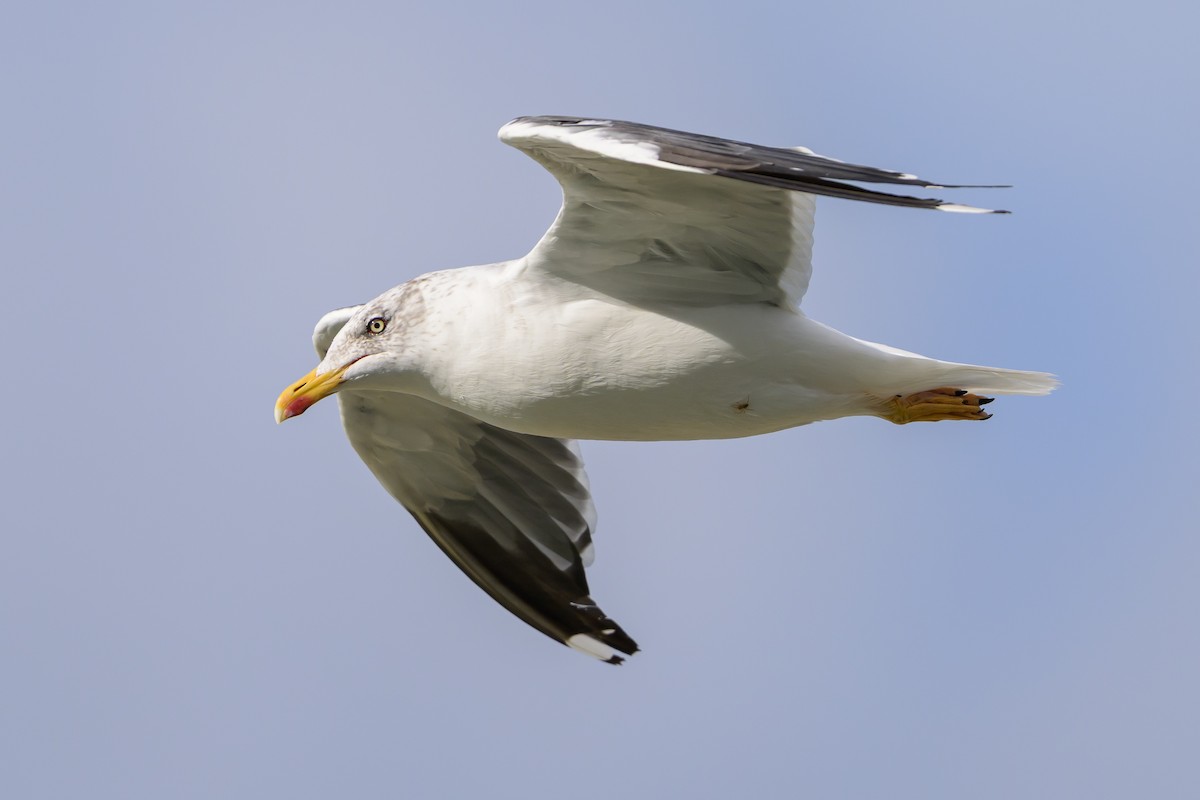 שחף שחור - ML646061249