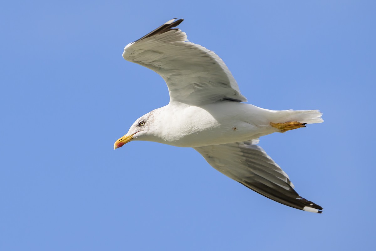 שחף שחור - ML646061250