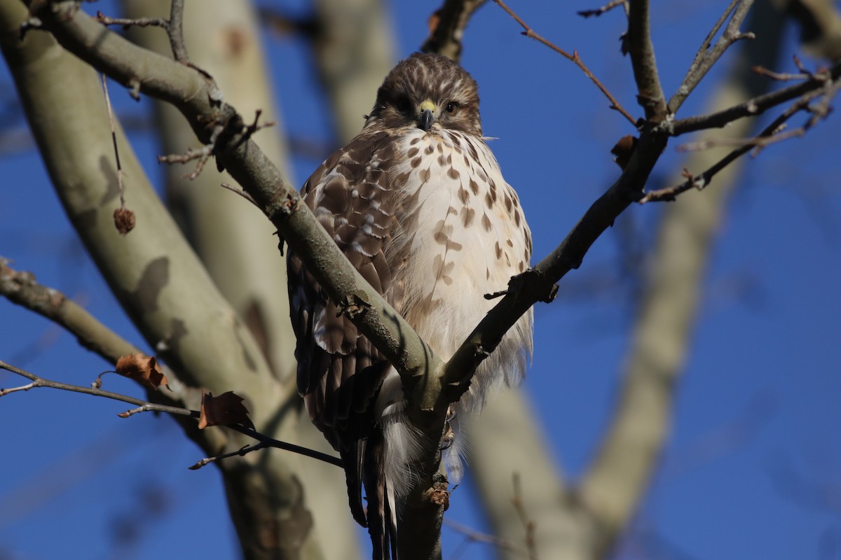 Red-shouldered Hawk - ML646061255