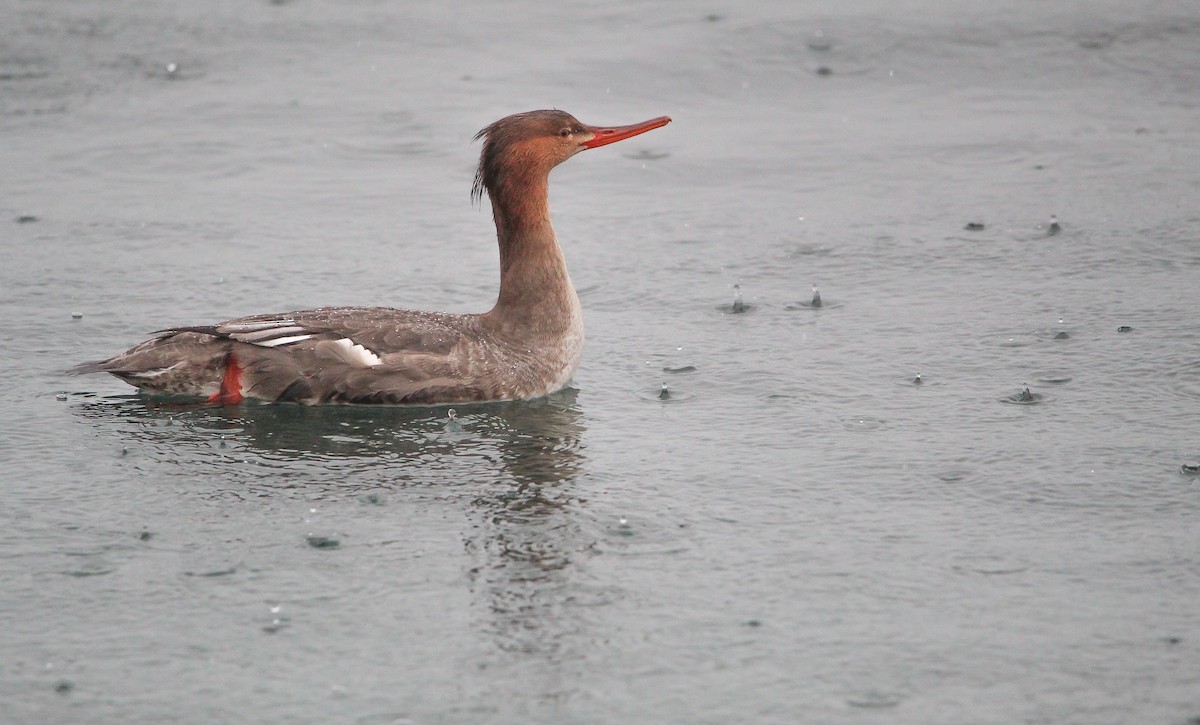 מרגון בינוני - ML646061256