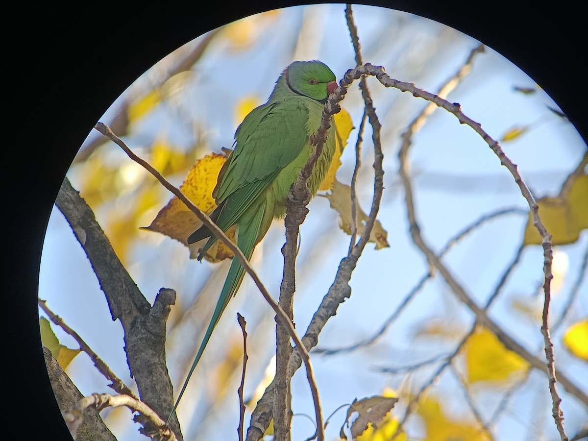 דררה - ML646061261