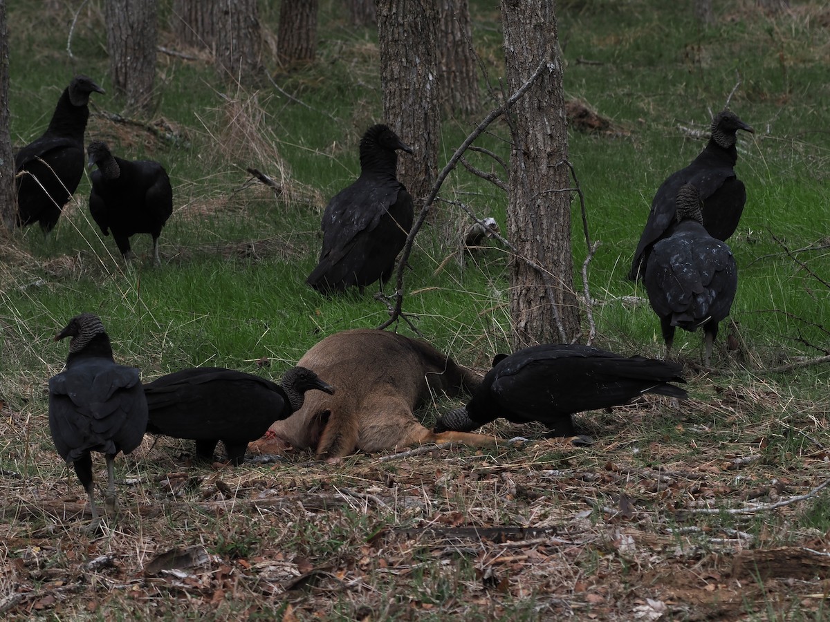 Black Vulture - ML646061264