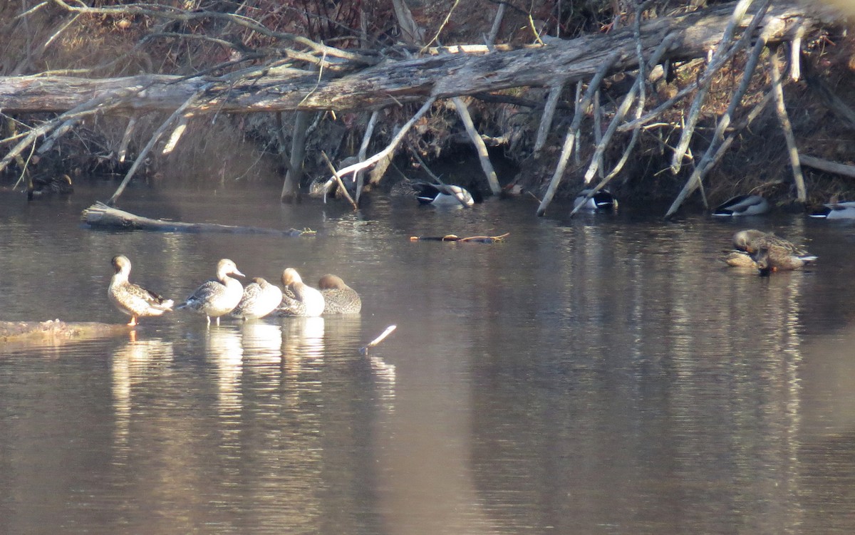 ברכיה - ML646061270