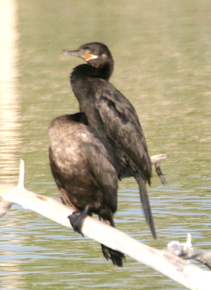 Neotropic Cormorant - ML646061271