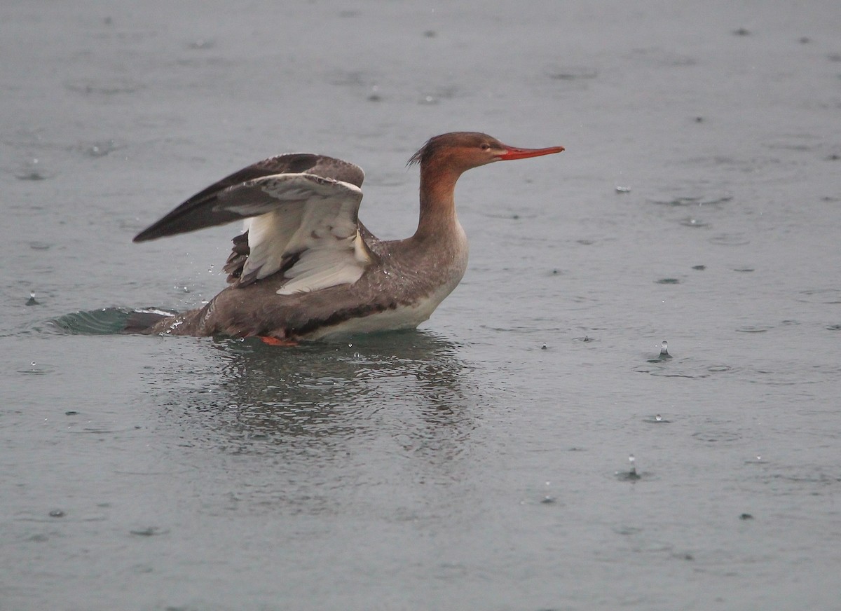 מרגון בינוני - ML646061272