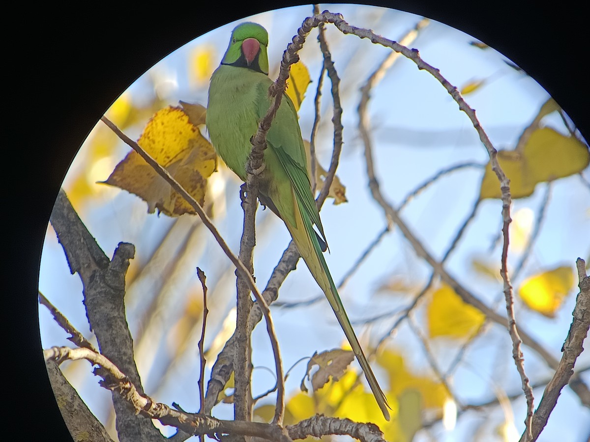 דררה - ML646061273