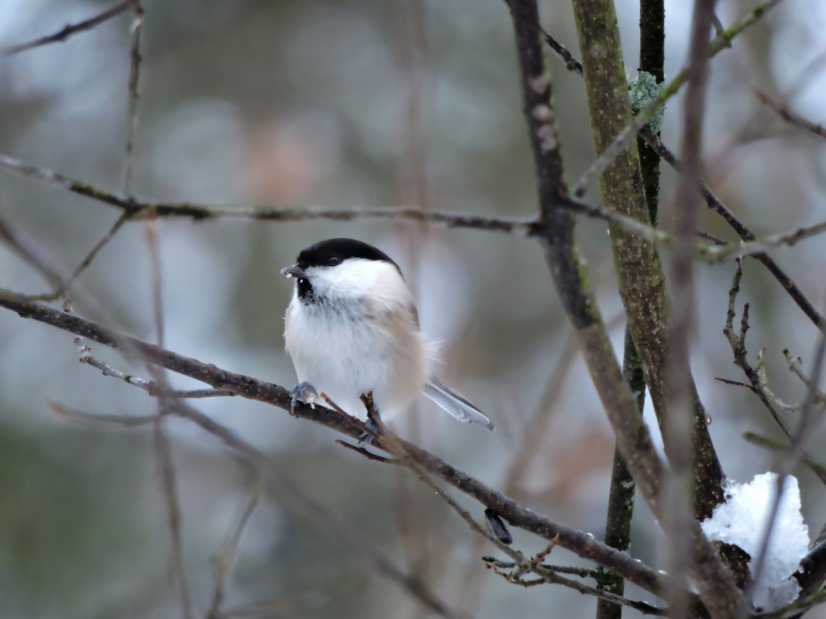 Пухляк - ML646061274