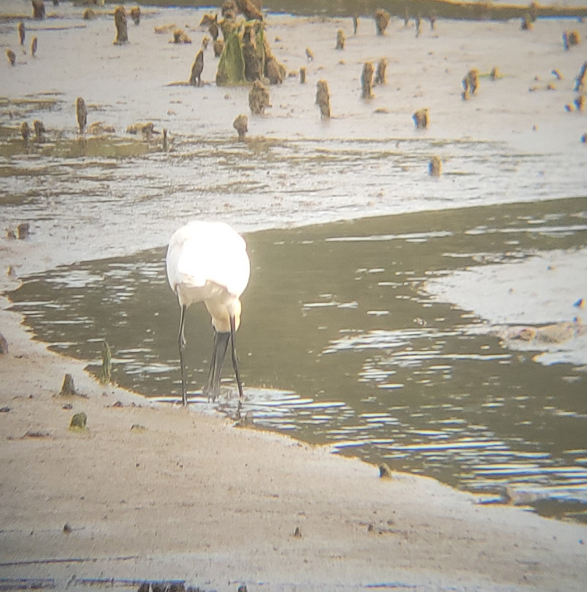 Косар королівський - ML646061276