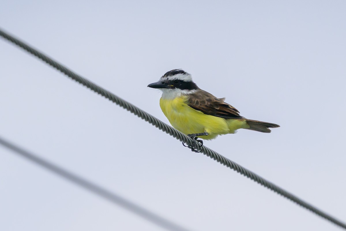 Great Kiskadee - ML646061278