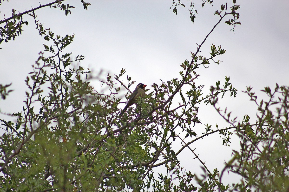 Golden-billed Saltator - ML646061283
