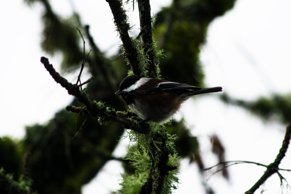 Гаїчка світлокрила - ML646061286