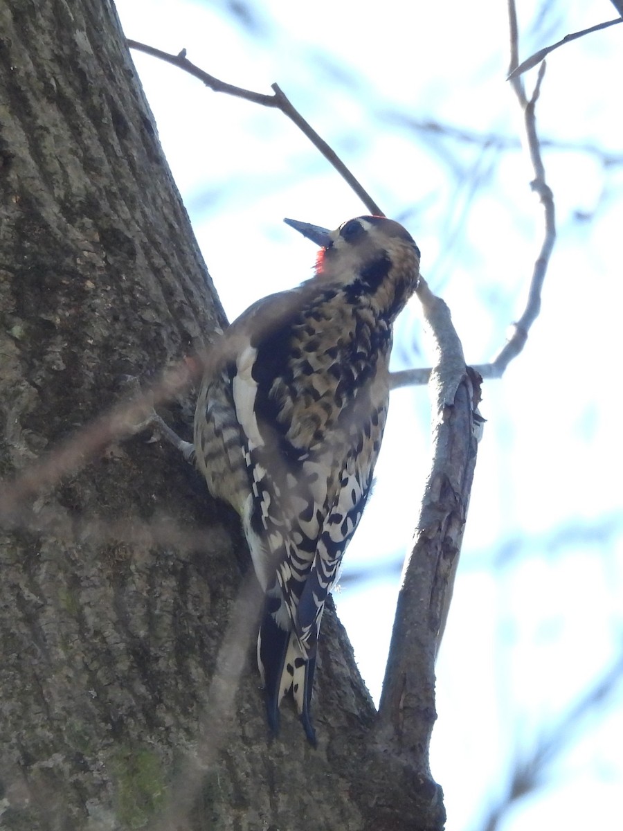 Yellow-bellied Sapsucker - ML646061287