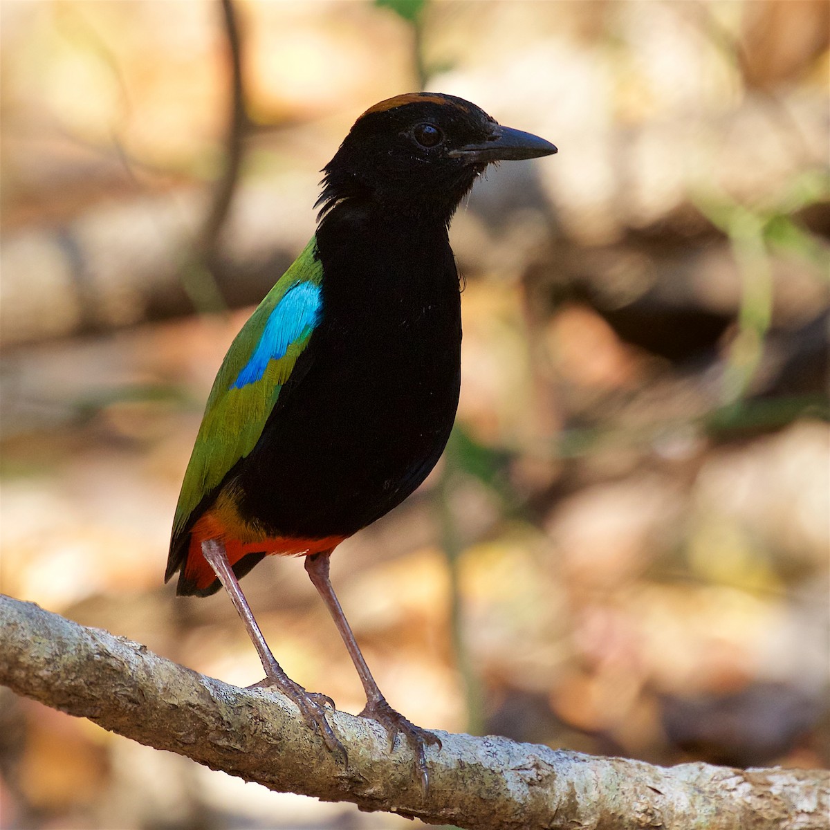 Rainbow Pitta - ML646061288