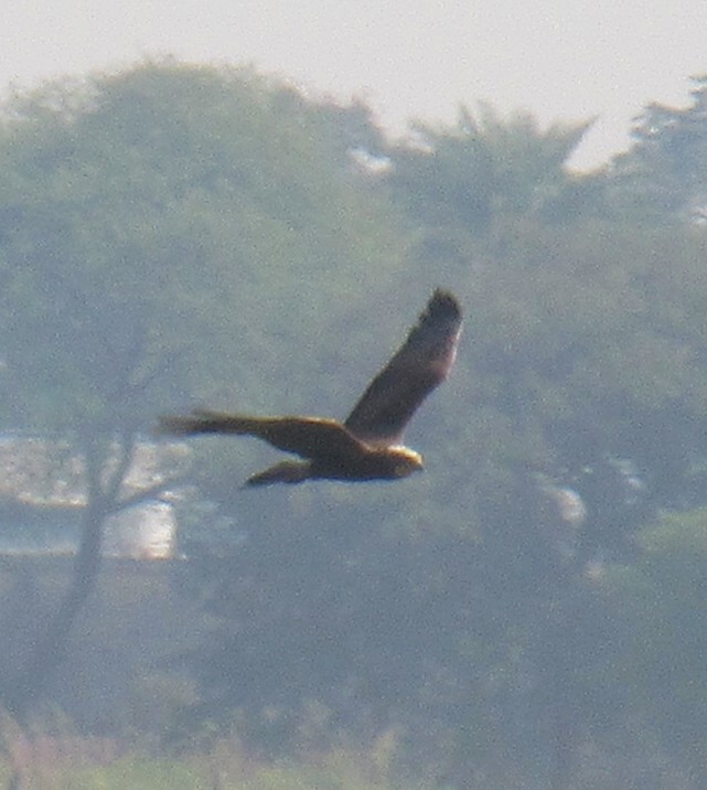 Western Marsh Harrier - ML646061291