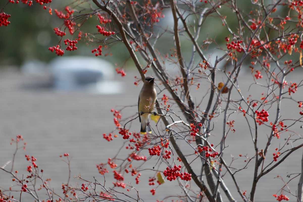 Cedar Waxwing - ML646061299