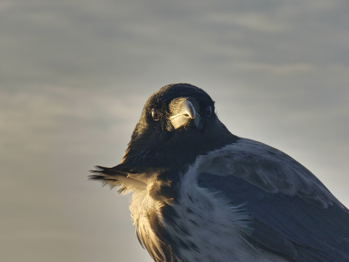 Carrion x Hooded Crow (hybrid) - ML646061300