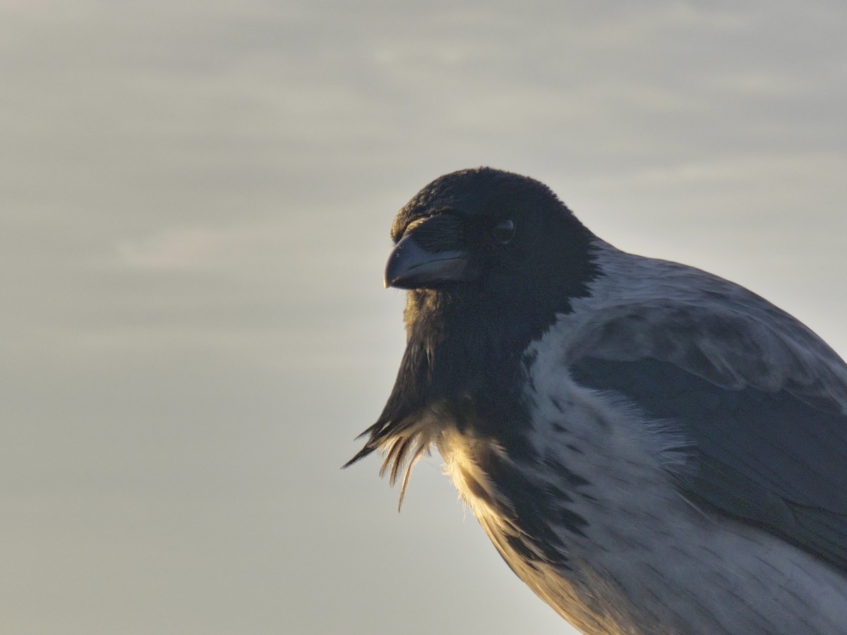 Carrion x Hooded Crow (hybrid) - ML646061301