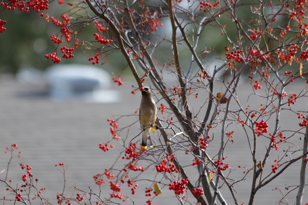 Cedar Waxwing - ML646061302