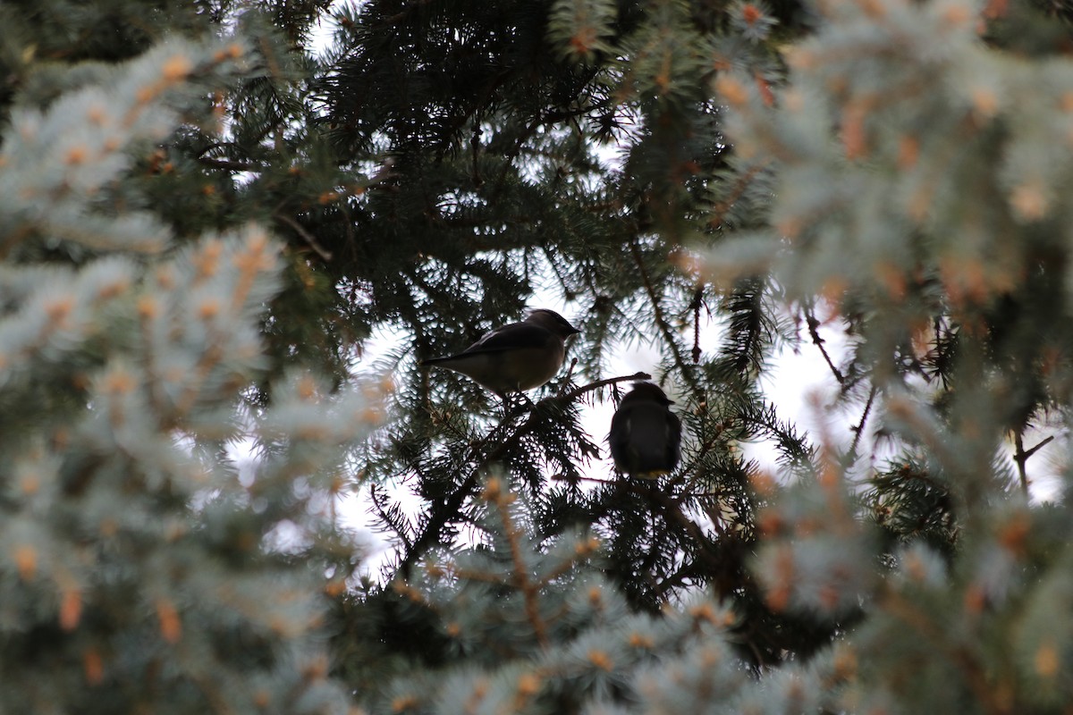Cedar Waxwing - ML646061303