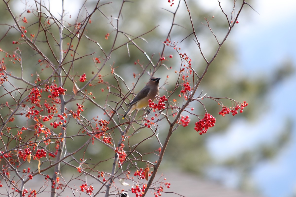 Cedar Waxwing - ML646061304