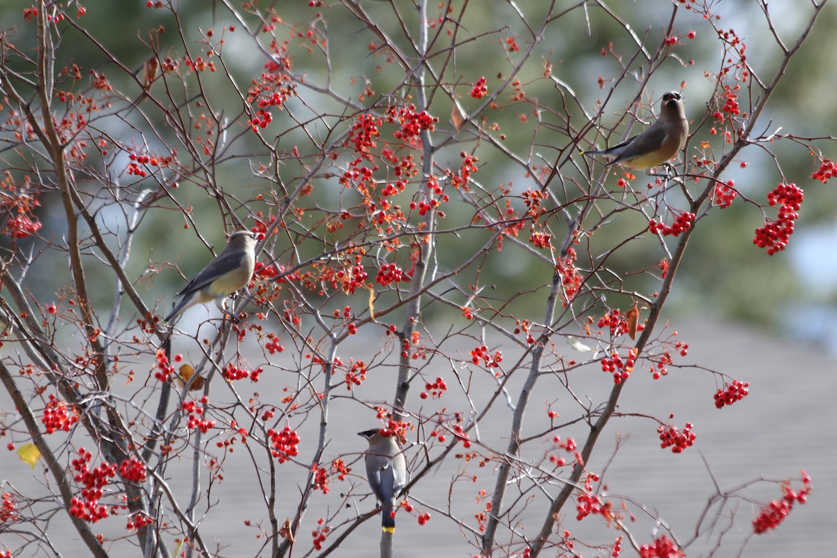 Cedar Waxwing - ML646061305