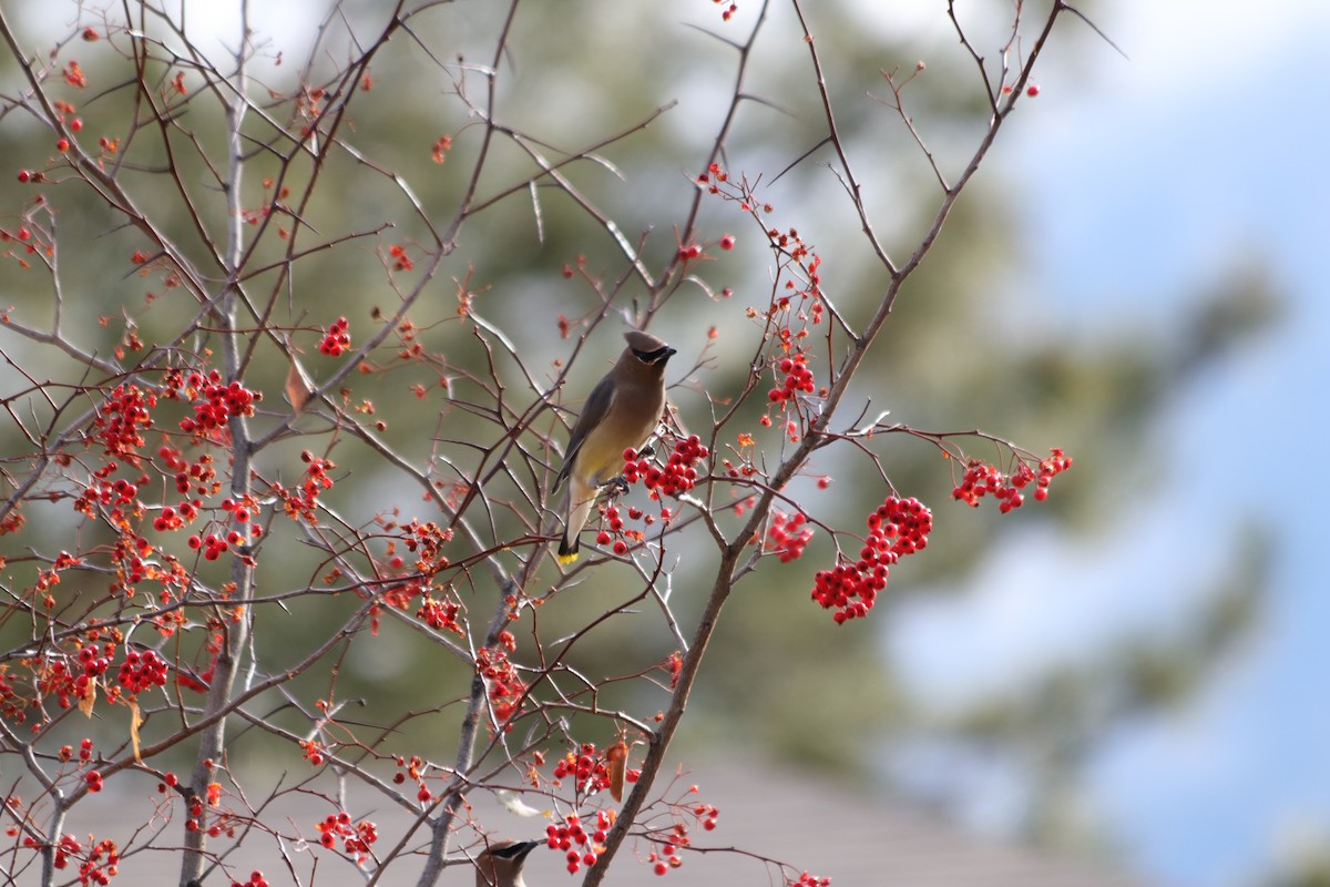 Cedar Waxwing - ML646061306