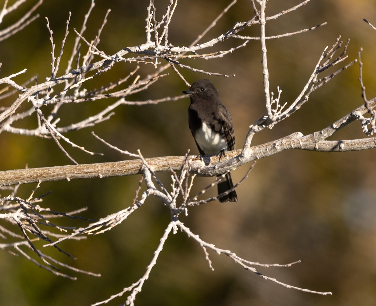 Чёрный фиби - ML646061307