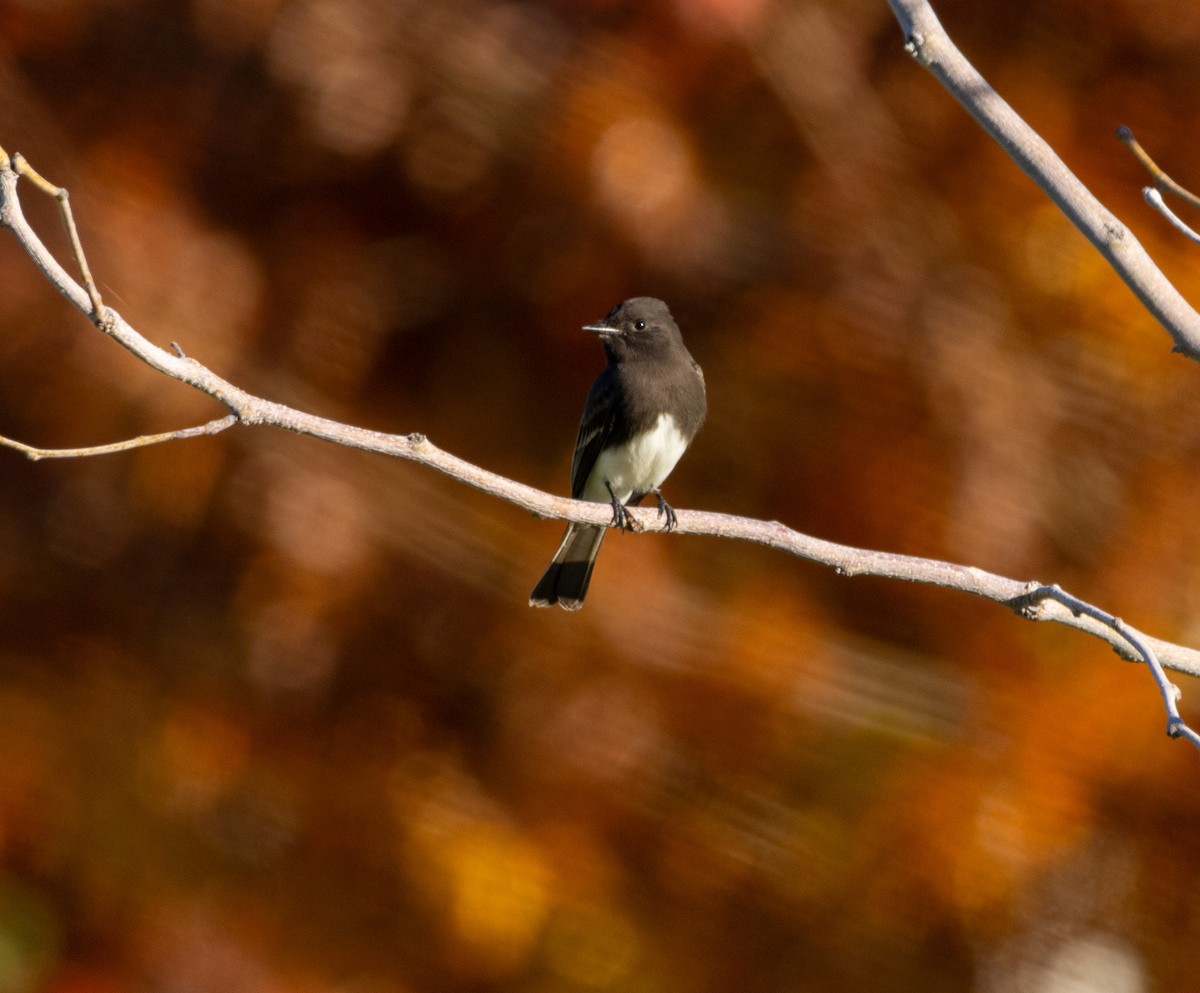 Чёрный фиби - ML646061308