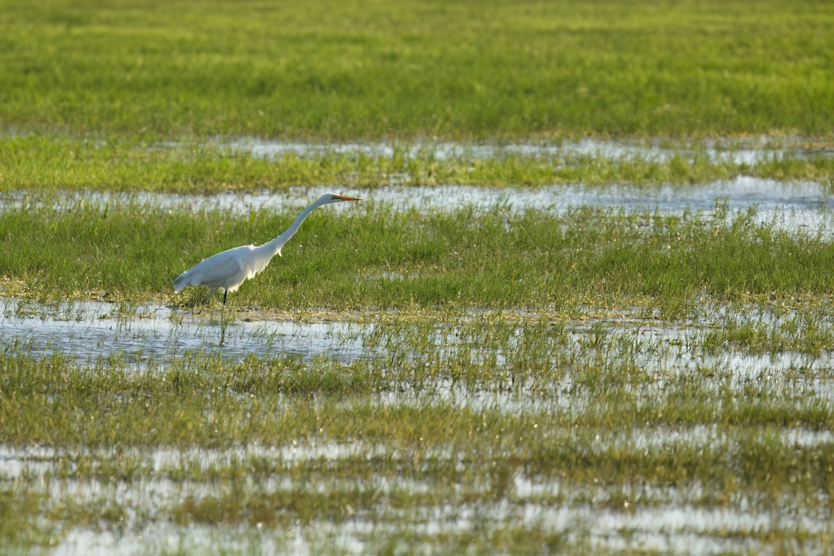 Great Egret (African) - ML646061310