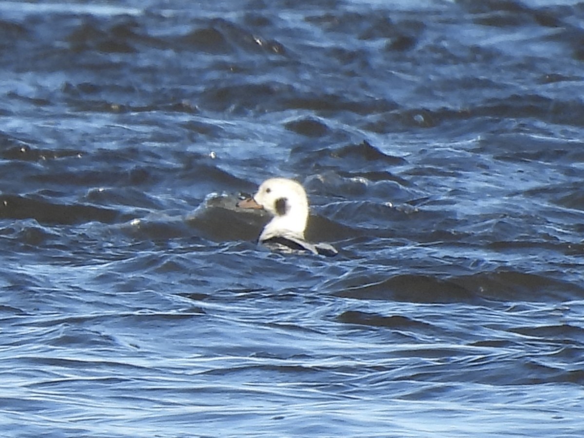 Морянка - ML646061311