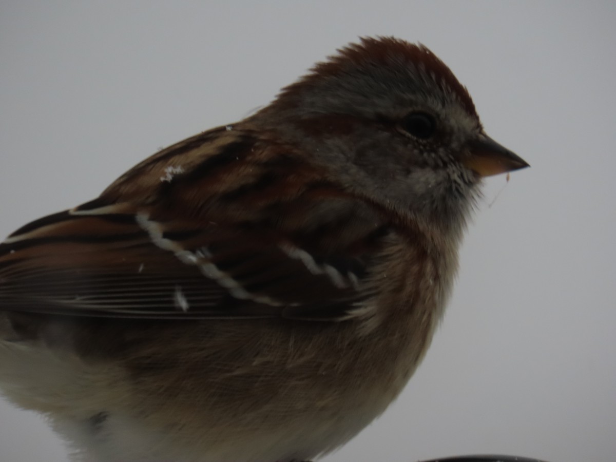 Воробьиная овсянка - ML646061313