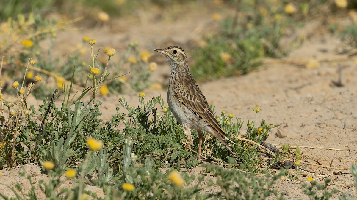 Australian Pipit - ML646061314