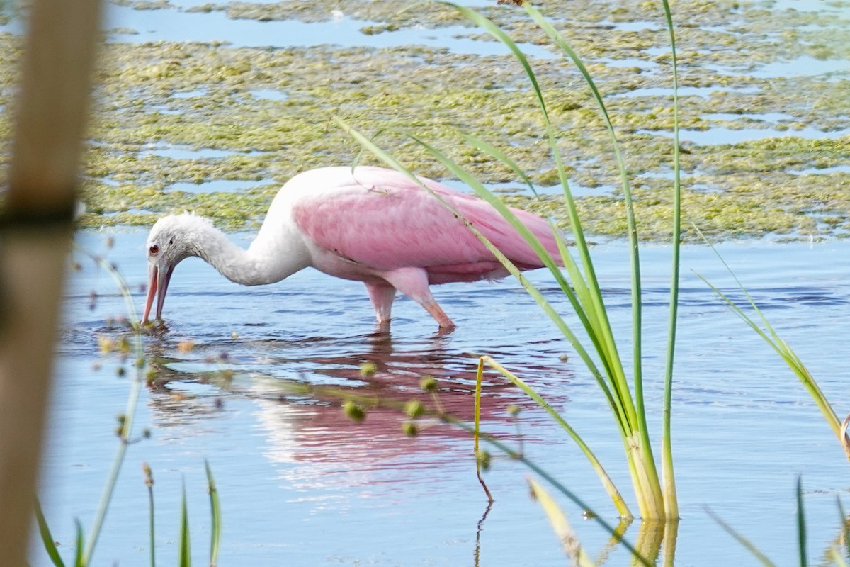 Розовая колпица - ML646061315